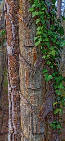old traces of resin extraction by resin workers on an old tree trunk in the forest near Bath Voeslau, Austria