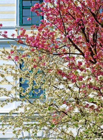 flourishing tree tops in white and pink colors at spring before the white facade of a house in the small village of Bath Voeslau, Austria