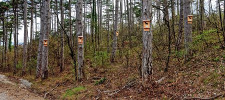  nesting boxes for bats on trees in the forest beneath the Harz mountain in the small village of Bath Voeslau, Austria
