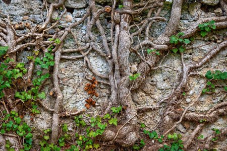 thick climb roots of an old common ivy on a wall at spring in Bath Voeslau, Austria