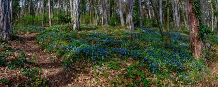 Frühlingslandschaft mit Fußweg durch lichten Wald mit blau blühenden Immergrünen am Harzberg in Bad Vöslau, Österreich