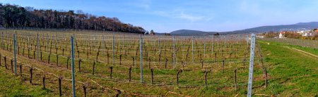 panoramic view of a vine yard before bud burst in spring between Bath Voeslau and the wine-growing village of Sooss, Austria