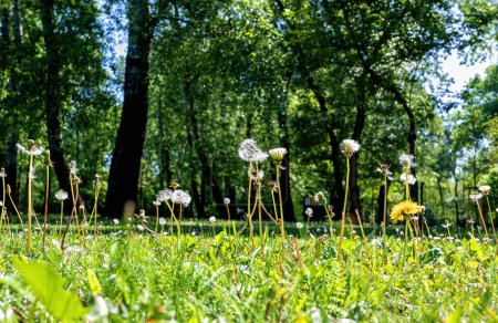 spring meadow with flowering dandelions (blowball)  in the riparian bath (Aubad) of Tulln on the river Danube  in spring, Austria