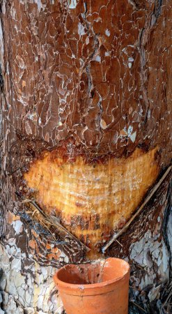 coulée de résine dans un récipient collecteur à partir d'un tronc d'un pin noir avec encoche à Bath Voeslau, Autriche