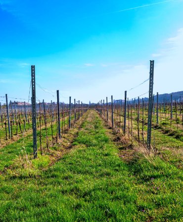 view along the rows of grapevines before bud burst at spring until the spa village of Bath Voeslau, Austria
