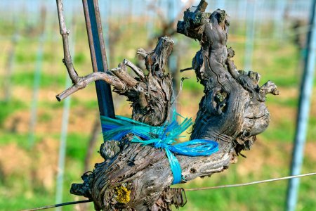 tronc d'un cep de vigne noueux appelé "vieux bois" avec rubans bleus au soleil