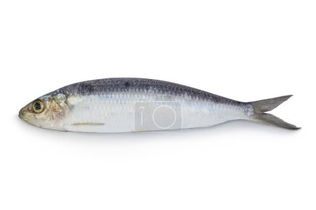 Téléchargez les photos : Sardine fish with shadow on isolated white background. - en image libre de droit