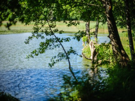 Schöne Landschaft See im Sommer mit Reflexionen im Wasser und grünen Blättern