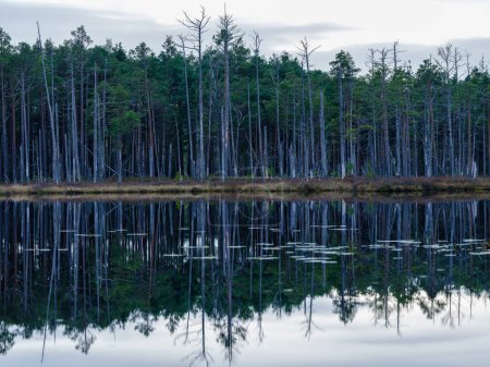 Foto de Hermoso lago de campo en verano con reflejos en el agua y hojas de árboles verdes - Imagen libre de derechos