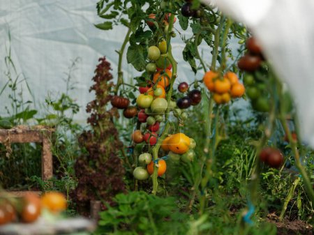 Foto de Tomates aco cultivados en casa en invernadero con mesa vintage y frutas rojas. sabrosa harina ecológica - Imagen libre de derechos