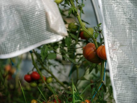 Photo for Home grown aco tomatoes in greenhouse with vintage table and red fruits. tasty ecological meal - Royalty Free Image