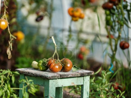 Foto de Tomates aco cultivados en casa en invernadero con mesa vintage y frutas rojas. sabrosa harina ecológica - Imagen libre de derechos