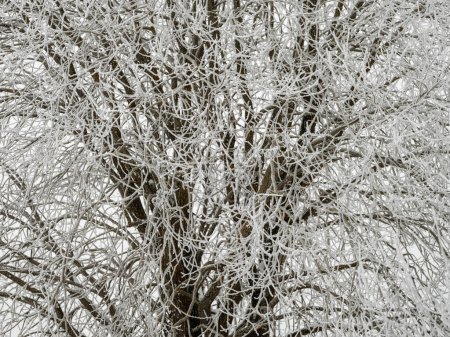 Téléchargez les photos : Troncs d'arbres broussailleux et branches amd dans la brume hivernale avec neige blanche et givre - en image libre de droit
