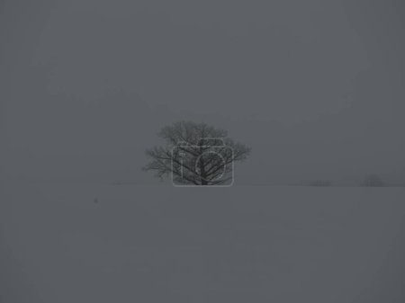 Foto de Troncos de árboles brumosos en medio de ramas en niebla de invierno con nieve blanca y heladas - Imagen libre de derechos