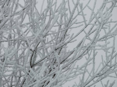 Photo for Foggy tree trunks amd branches in winter mist with white snow and frost - Royalty Free Image