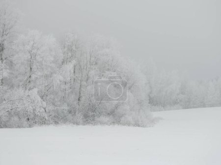 Photo for Foggy tree trunks amd branches in winter mist with white snow and frost - Royalty Free Image