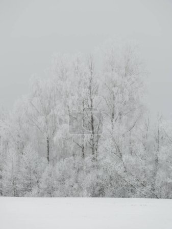 Téléchargez les photos : Troncs d'arbres broussailleux et branches amd dans la brume hivernale avec neige blanche et givre - en image libre de droit