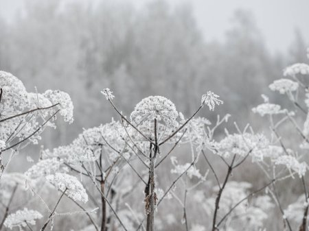 Foto de Troncos de árboles brumosos en medio de ramas en niebla de invierno con nieve blanca y heladas - Imagen libre de derechos
