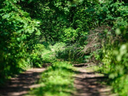 Téléchargez les photos : Route de campagne de gravier dans les champs verts d'été envahis par l'herbe - en image libre de droit