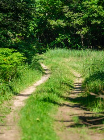 Téléchargez les photos : Route de campagne de gravier dans les champs verts d'été envahis par l'herbe - en image libre de droit