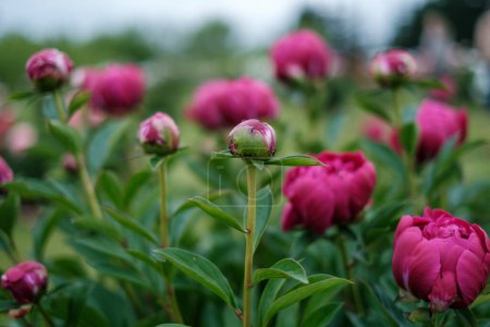 Photo for Red dahlias blooming in the green forest with blur background - Royalty Free Image