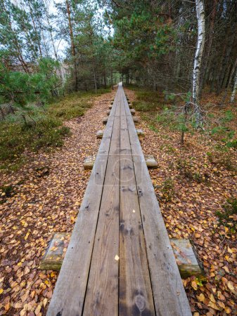 Téléchargez les photos : Vieux chemin de planche en bois dans le sentier de tourbière pour la randonnée - en image libre de droit