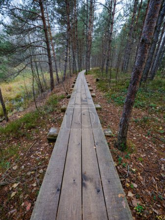 Photo for Old wooden plank board pathway in the bog trail for hiking - Royalty Free Image