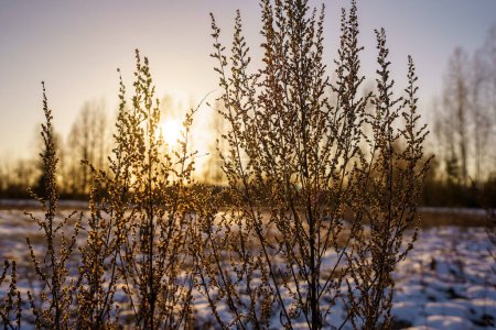 Téléchargez les photos : Troncs et branches d'arbres dans un paysage hivernal froid avec des rayons du soleil. journée ensoleillée - en image libre de droit