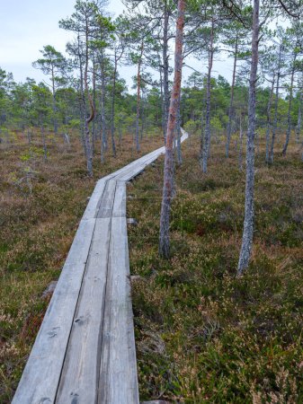 Photo for Old wooden plank board pathway in the bog trail for hiking - Royalty Free Image