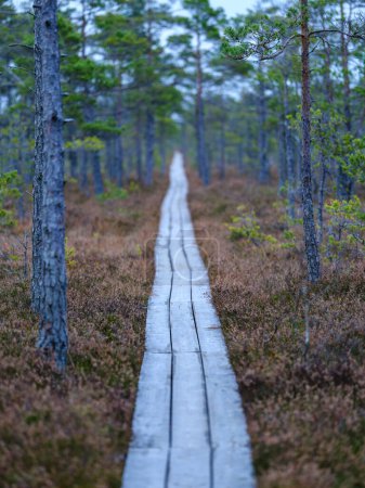 Téléchargez les photos : Vieux chemin de planche en bois dans le sentier de tourbière pour la randonnée - en image libre de droit