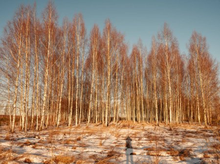 Photo for Tree trunks and branches in cold winter landscape with sun rays. sunny day - Royalty Free Image