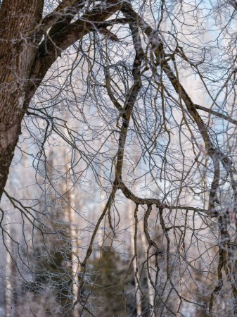 Foto de Troncos de árboles y ramas en el frío paisaje invernal con rayos de sol. día soleado - Imagen libre de derechos