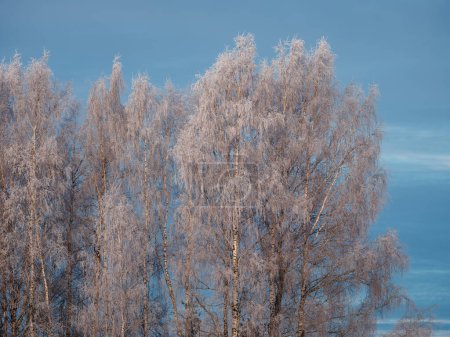 Photo for Tree trunks and branches in cold winter landscape with sun rays. sunny day - Royalty Free Image