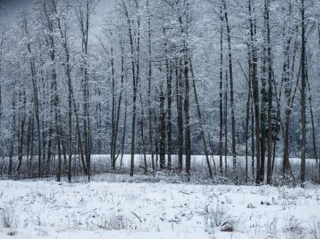 Foto de Troncos de árboles y ramas en el frío paisaje invernal con rayos de sol. día soleado - Imagen libre de derechos