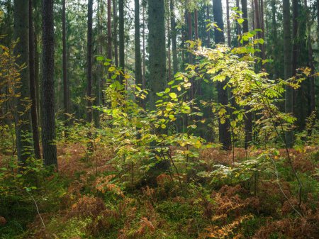 Téléchargez les photos : Jaune doré scène de forêt d'automne avec troncs d'arbres et feuilles - en image libre de droit