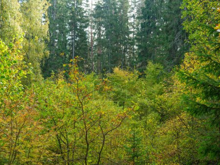 Téléchargez les photos : Jaune doré scène de forêt d'automne avec troncs d'arbres et feuilles - en image libre de droit