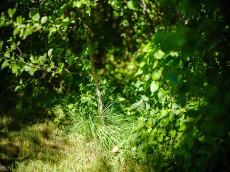 Photo for Green summer foliage textured background with tree leaf and shadows - Royalty Free Image