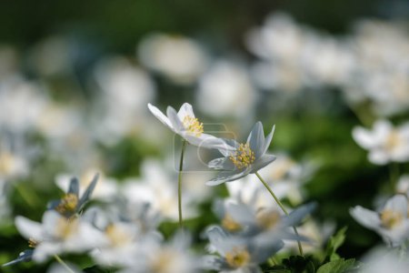 Téléchargez les photos : Fleurs blanches avec feuillage vert d'été fond texturé avec feuille d'arbre et ombres - en image libre de droit