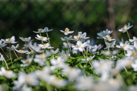 Foto de Flores blancas con follaje verde de verano fondo texturizado con hojas de árbol y sombras - Imagen libre de derechos