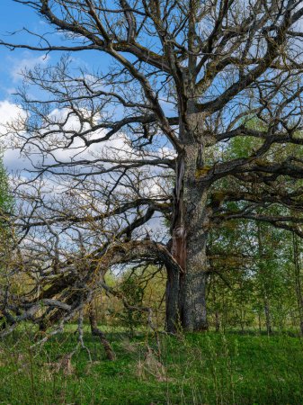 Téléchargez les photos : Troncs d'arbres avec écorce en été forêt ensoleillée dans le fond du feuillage - en image libre de droit