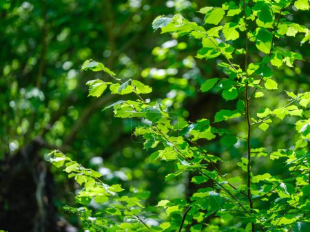 Téléchargez les photos : Vert feuillage d'été fond texturé avec des feuilles d'arbre et des ombres - en image libre de droit