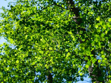 Foto de Follaje de verano verde fondo texturizado con hojas de árbol y sombras - Imagen libre de derechos