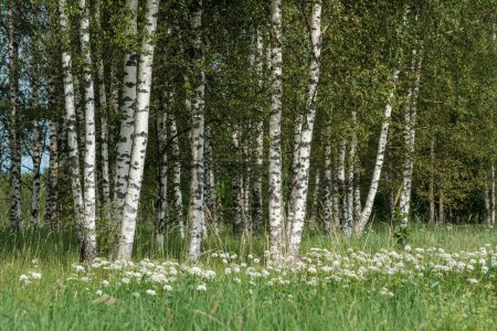 Foto de Troncos de árboles con corteza en el bosque de verano la luz del sol en el follaje de fondo - Imagen libre de derechos