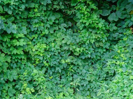 Foto de Follaje de verano verde fondo texturizado con hojas de árbol y sombras - Imagen libre de derechos