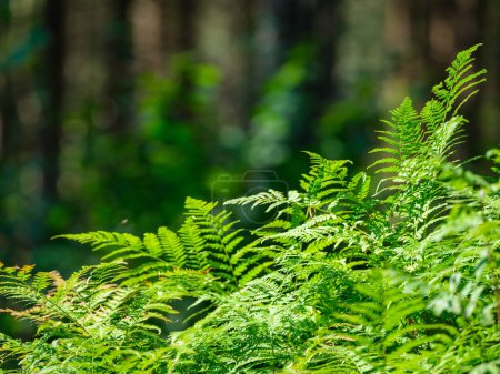 Téléchargez les photos : Vert feuillage d'été fond texturé avec des feuilles d'arbre et des ombres - en image libre de droit