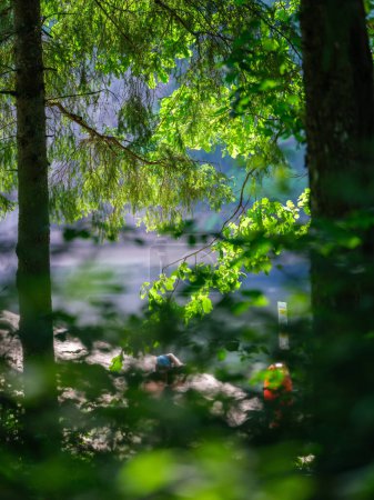 Téléchargez les photos : Troncs d'arbres avec écorce en été forêt ensoleillée dans le fond du feuillage - en image libre de droit