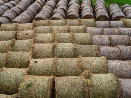 Téléchargez les photos : Rouleaux de foin dans la ferme rurale en été - en image libre de droit