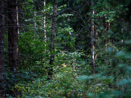 Foto de Troncos de árboles con corteza en el bosque de verano la luz del sol en el follaje de fondo - Imagen libre de derechos