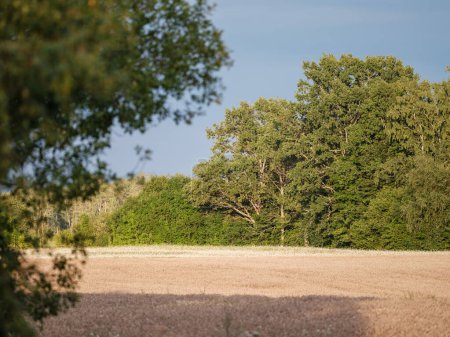 Foto de Campo prado granja con césped verde fresco cortado y árboles en el fondo. naturaleza paisaje - Imagen libre de derechos