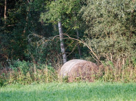 Foto de Rollos de heno en la granja rural en verano - Imagen libre de derechos